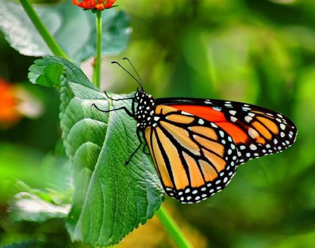 Monarch-Butterfly-600x473.jpg