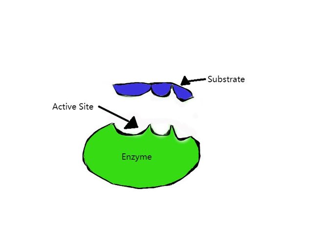 enzyme.2.jpg