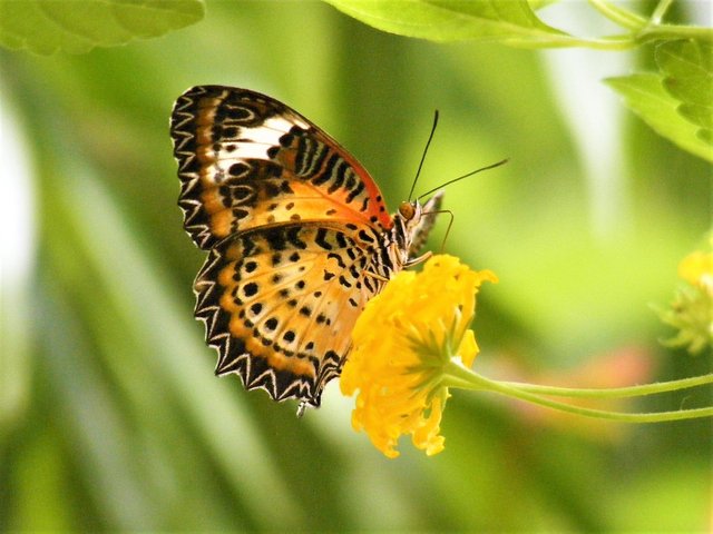butterfly on flower.jpg