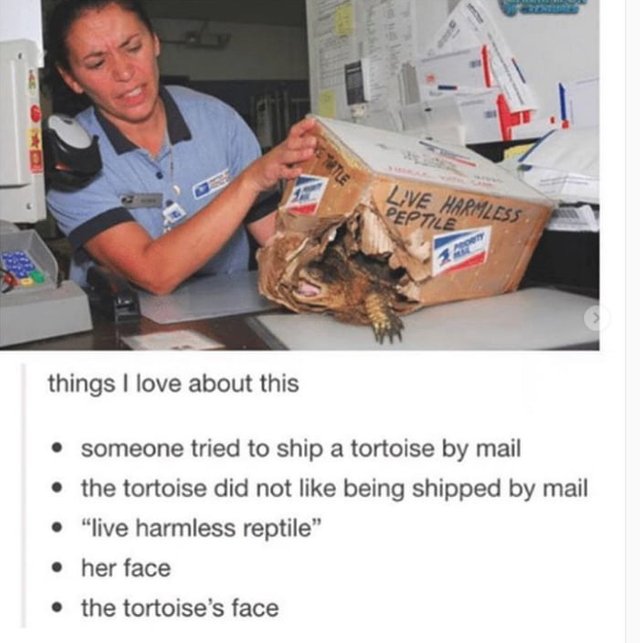 Shell-pupper-makes-an-escape.jpg