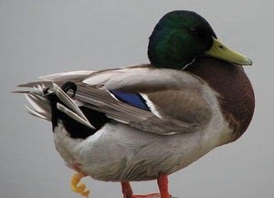 Duck Joystick.jpg