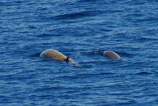 10-Cuviers-Beaked-Whale-flickr-credit-Tim-Ellis.jpg