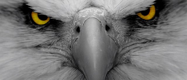 eagle-eyes-focus.jpg