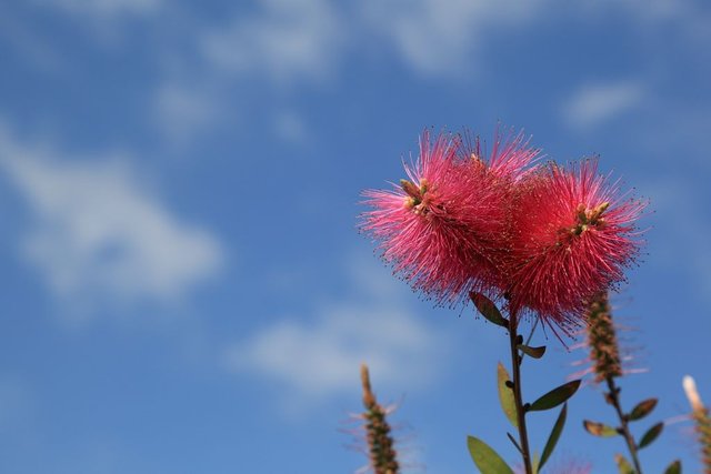 piante e fiori1.JPG