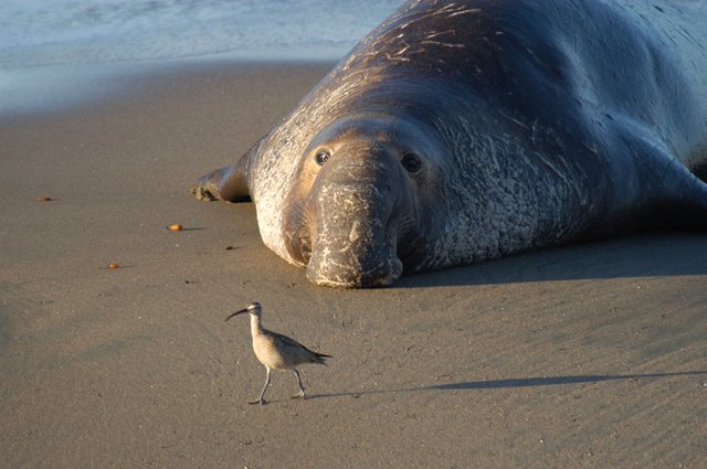 northern-elephant-seal-and-bird.jpg