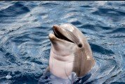 dolphin-hi.jpg