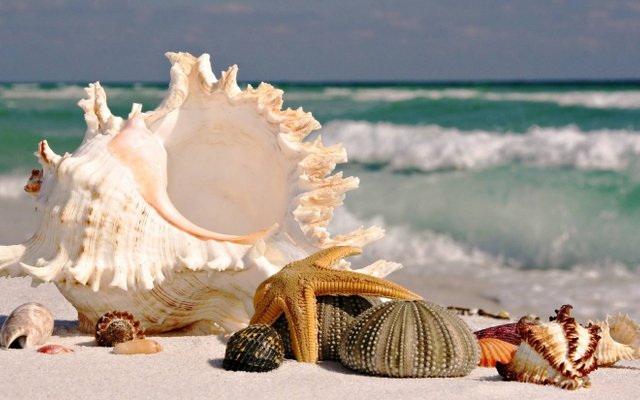 7-sea-shells-sea-beach-sand-wallpaper.preview.jpg