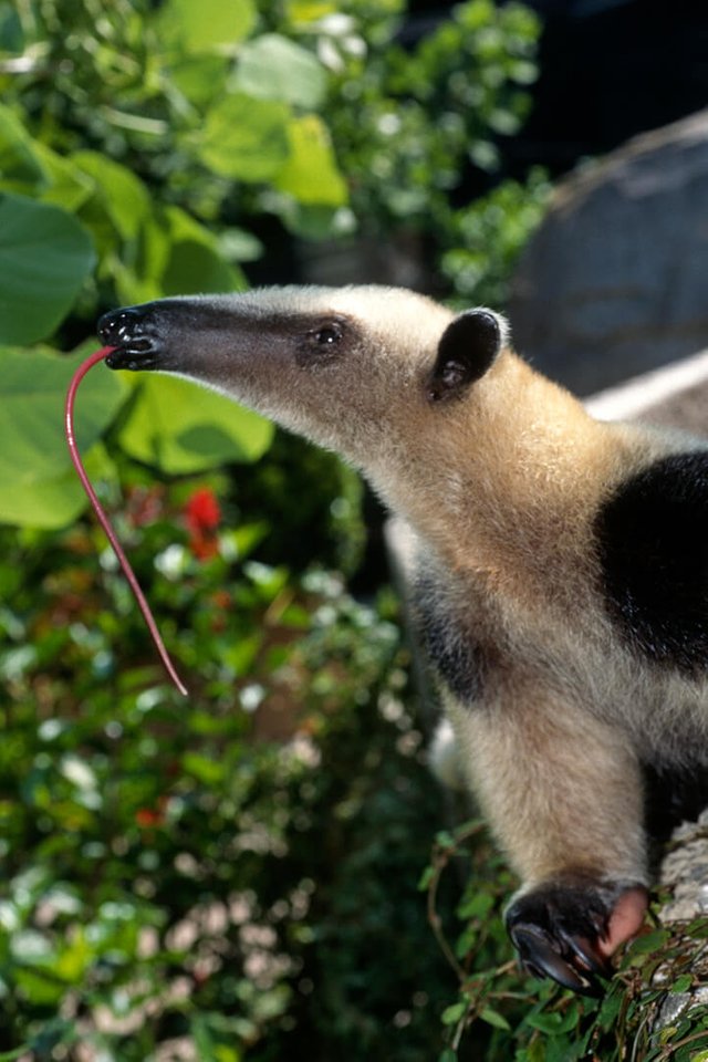 tamandua_03.jpg