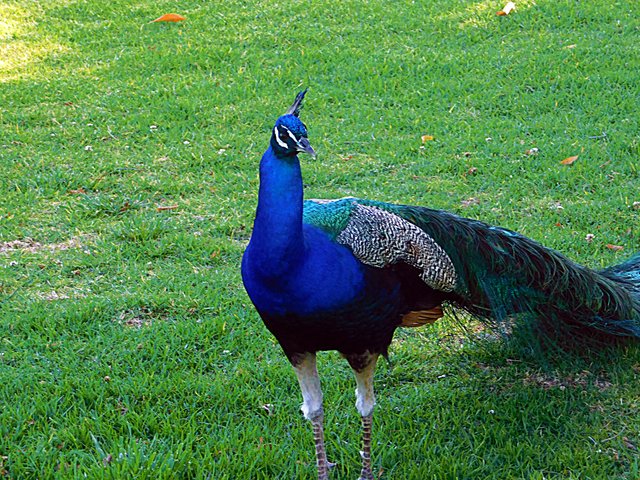 los angeles arboretum, flowers of paradise, birds of paradise, animalphotography, jeronimo rubio (149).JPG