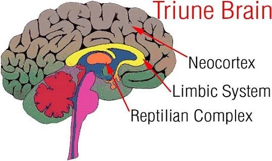 phrenology-truine-brain-reptile-complex.jpg