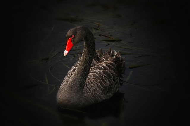 black-swan-122983_1920 copy.jpg