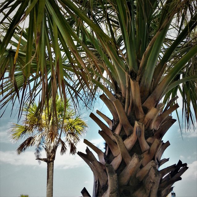 Palm tree on tybee.jpg