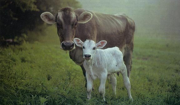 mother-cow-and-calf_Source indibay.jpg