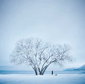 broccoli_tree_06.jpg