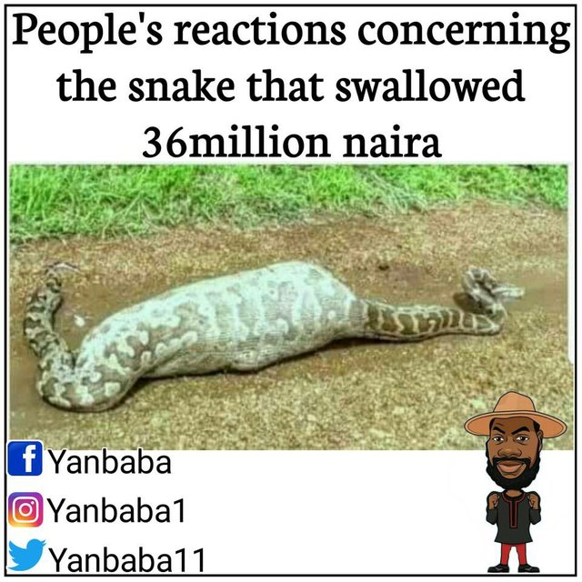 Snake that Swallow 36 million naira in Nigeria.jpg