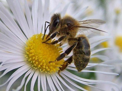 abeja_en_flor1.jpg