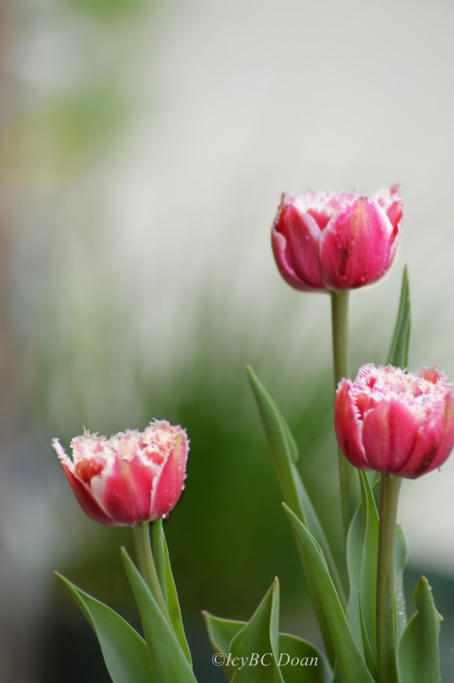 Spring Tulips.JPG