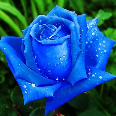 blue-rose-elegant-flowers-3_400x400.jpg