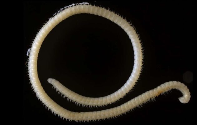 Illacme-tobini.jpg