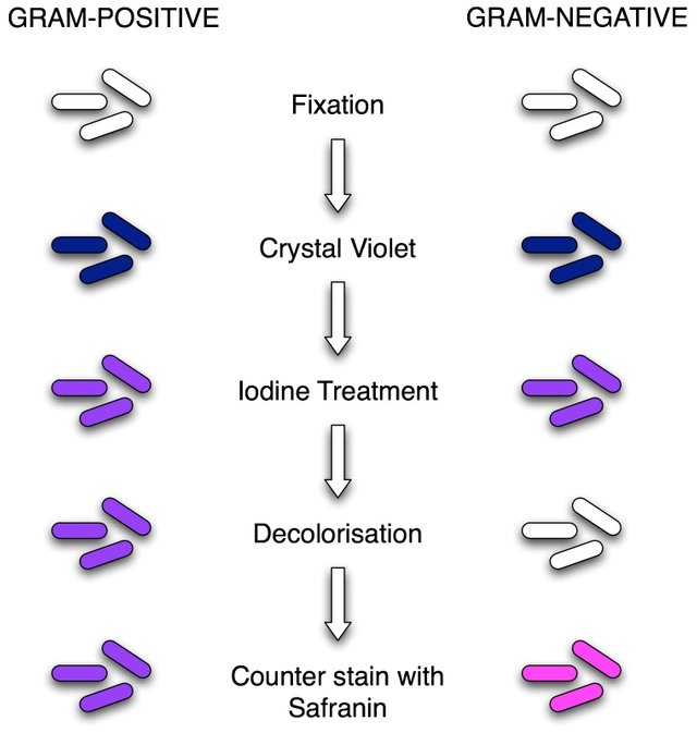 gram-stain-mine.jpg