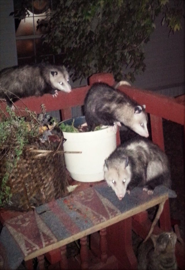 Possums on porch.jpg