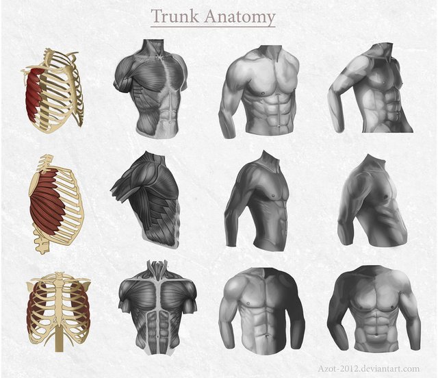 trunk_anatomy_by_azot_2012-d5rmlkj.jpg