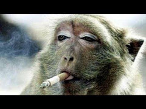 laughing-with-monkeys-funny-monkey-videos-compilation-2017.jpg