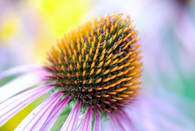 echinacea-01.jpg