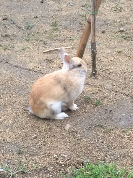 我が家のウサギは放し飼い Steemit