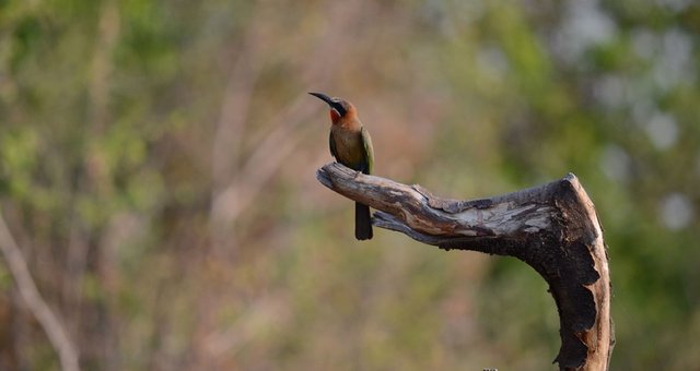 bee-eater-lower-zambezi-national-park_hero.jpg