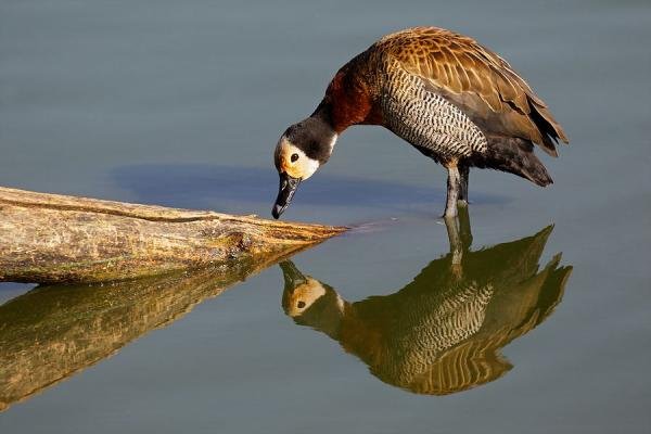 Curiosas fotografías de animales viendo su reflejo en el agua 16.jpg