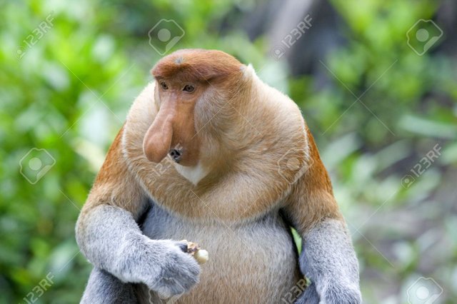 4985504-A-rare-proboscis-monkey-in-the-mangrove-Kota-Kinabalu-Stock-Photo.jpg