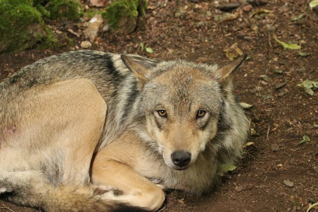 timberwolf-2484194_1920.jpg