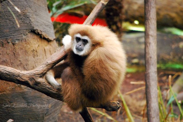 omaha zoo howler monkey.jpg