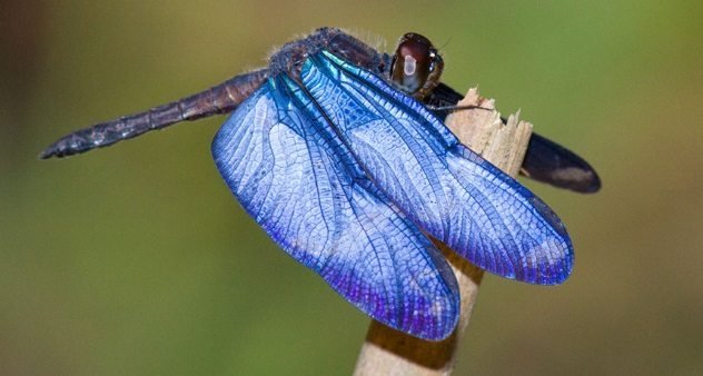 morpho-dragonfly.jpg