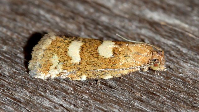 Insects Lepidoptera Glyphipterigidae Glyphipterix MV BY Tas 2018-02-06 n1.jpg