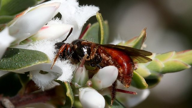 Insects Hymenoptera Apidae Exoneura sp BY Tas n4 2017-10-15.jpg