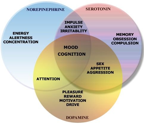 Neurotransmitters, their types and functions — Steemit