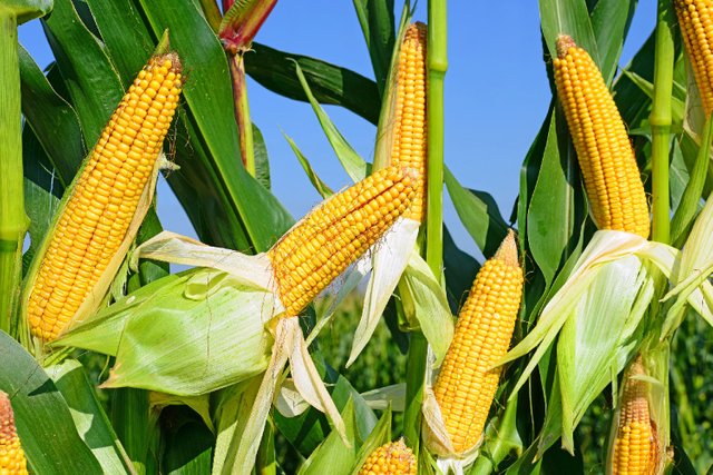 corn3001-1.jpg