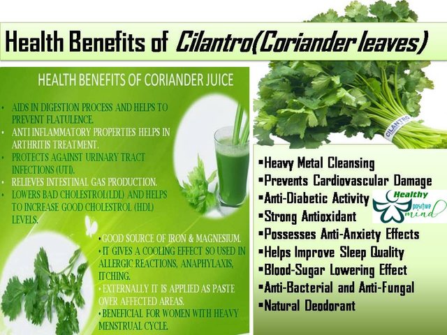Why We Need Coriander In Our Food Steemit