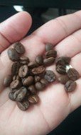 Granos de cafe.jpg