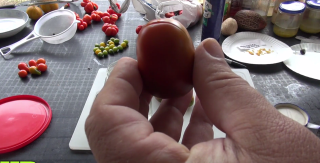 tomato seeds fermenting2.png