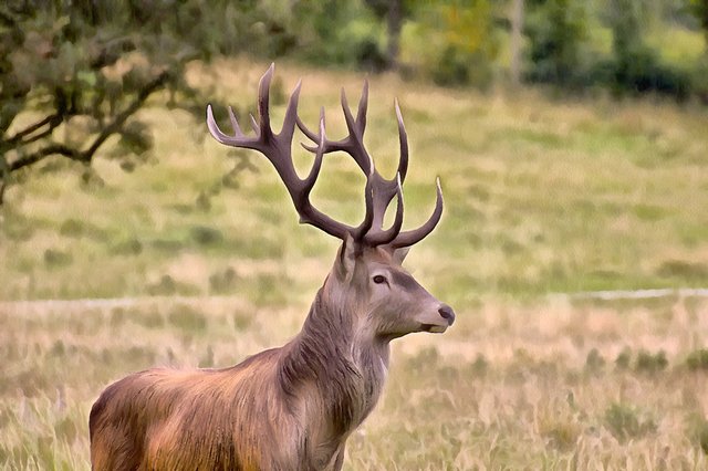 deer-2702875.jpg