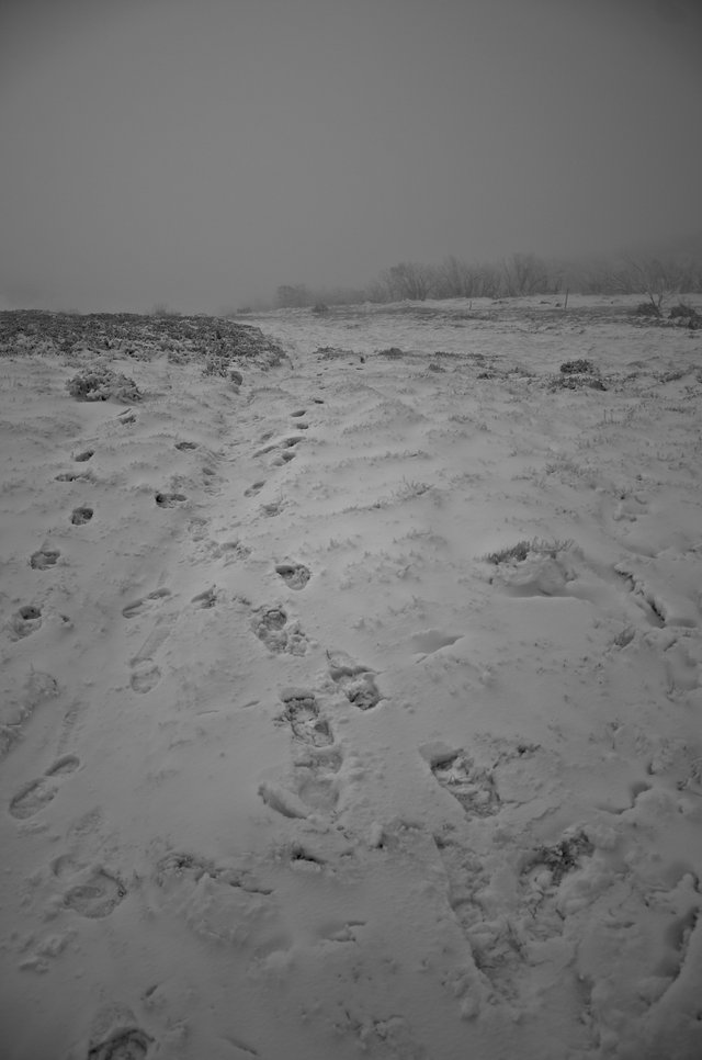 _DSC1825.jpg