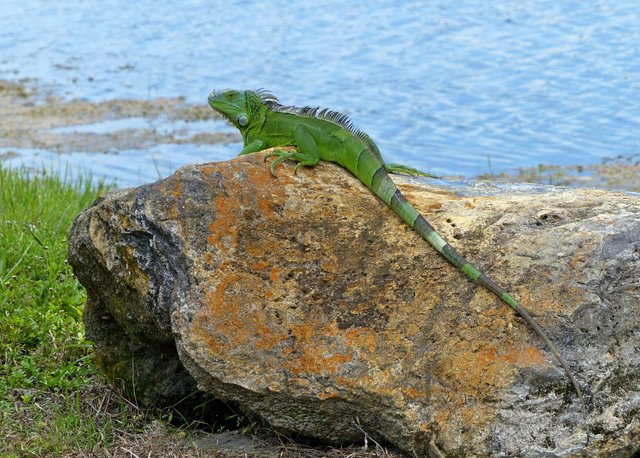 Iguana by the Beach.jpeg