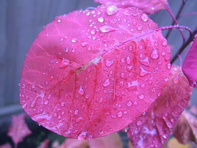 Rain_on_a_smoke_tree_leaf.jpg