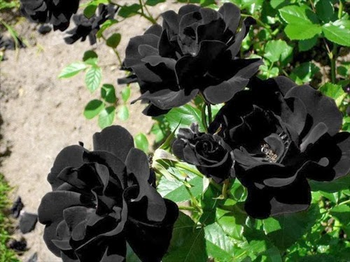 Rosas negras naturales! — Steemit