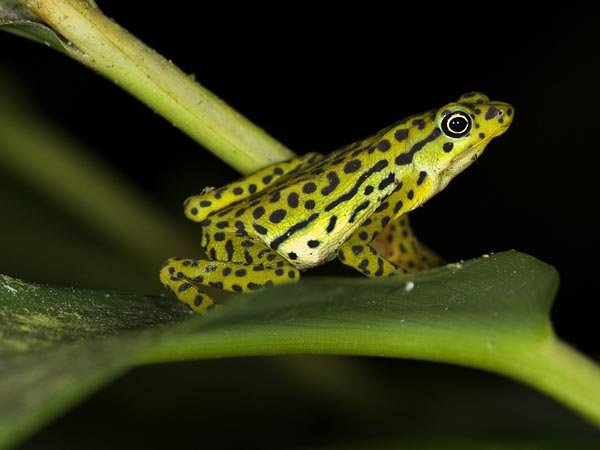 lost-frogs-found-rio-pescado-stubfoot-toad_32367_600x450.jpg