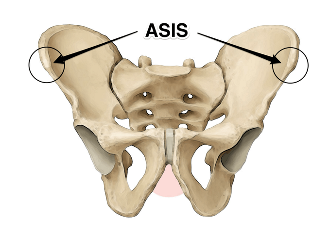 pelvis_asis_yoga_anatomy.png