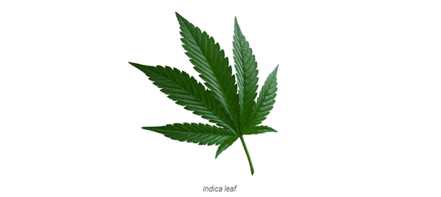 indica leave.PNG